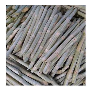 Canne à sucre congelée pelée pour les entreprises de boissons et les usines alimentaires Bâtonnets de canne à sucre congelés du Vietnam - Product Image 6