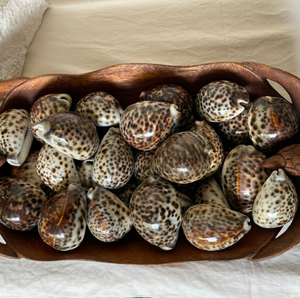 เปลือกหอยเสือเคลือบเงาธรรมชาติสำหรับตกแต่งโต๊ะแต่งงานและจัดแสดงรีสอร์ทเขตร้อนจากเวียดนาม - Product Image 3