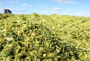 Ensilage de maïs fermenté de qualité supérieure sans OGM fourrage vert nutritif pour l'alimentation du bétail disponible pour l'exportation - Product Image 1