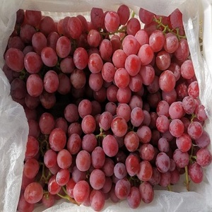 Organic Japanese Seedless <b>Grapes</b> Premium Quality <b>Fresh</b> Green Farm Grown for Export-Bulk Wholesale Prices - Product Image 2