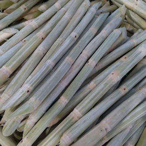 SUPERVENTAS AL POR MAYOR CAÑA DE AZÚCAR MORADA CONGELADA CALIDAD PREMIUM EXPORTACIÓN A GRANEL CAÑA DULCE NATURAL PROVEEDOR DE VIETNAM - Product Image 1