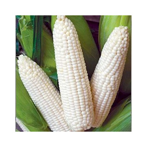 Maíz blanco de alta calidad disponible a granel a los mejores precios al por mayor - Product Image 4
