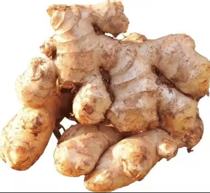 Elefante jengibre fresco al por mayor de Tailandia - Product Image 3