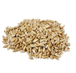 Triticale a granel a la venta a precios asequibles Obtenga Triticale de alta calidad en grandes cantidades para sus necesidades - Product Image 5