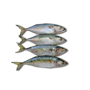 Prix d'usine Maquereau indien entier congelé IQF, poids personnalisable, emballage en vrac/sous vide, prêt à l'exportation, produits de la mer - Product Image 1