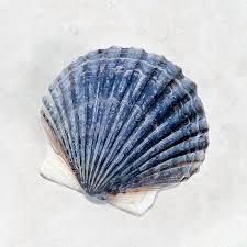 เปลือกที่ได้จากพืชใบสูตรสะอาด - Product Image 5