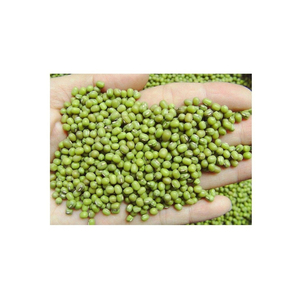 Venta al por mayor de frijoles verdes orgánicos naturales de alta calidad - Product Image 4