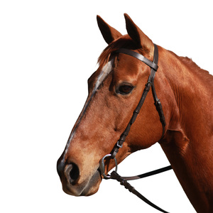 Brida de caballo deportiva de lujo personalizable Brida de filete sin mordida para exteriores con Halter al por mayor - Product Image 3