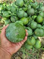 Verse groene sinaasappel uit Vietnam |   Premium citrusvruchten voor export, bulklevering - Mevr. Tarina
