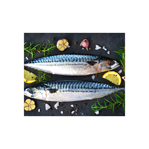 ปลาปอมฟรีตคุณภาพสูง แช่แข็งแบบ BQF เกรด A สำหรับเมนูระดับกูร์เมต์และตลาดโลก จากผู้ส่งออกอินเดีย - Product Image 1