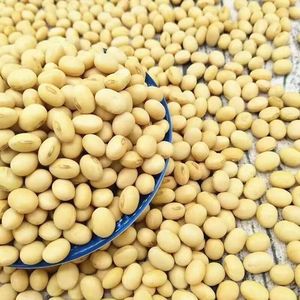 Soja Seca Premium Sin GMO - Granos de Soya Comestibles para Consumo Humano a Granel en Sacos de Yute para Alimentación Animal - Product Image 3