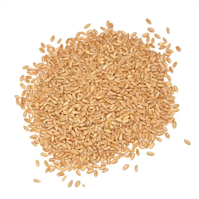 Australian Premium White Wheat - APW