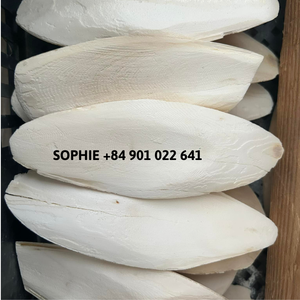 Os de seiche séché le plus vendu avec un prix parfait os de seiche standard d'exportation à vendre - Product Image 2