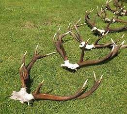 Fournisseur de bois de cerf à prix de gros - Product Image 2