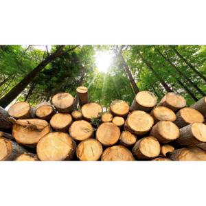 Bois de pin de qualité supérieure, coupe droite et abordable pour les constructeurs - Product Image 3