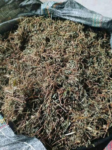 Thé Pouzolzia violet en gros, feuilles de thé authentiques d'origine vietnamienne, Mme May - Product Image 3