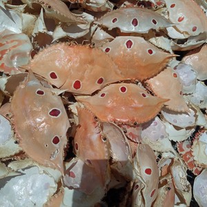 Coquilles de crabe séchées en vrac pour l'alimentation des volailles, 30% de protéines, <2% de sel, forme concassée, emballage en vrac, meilleur prix, haute qualité du Vietnam - Product Image 6