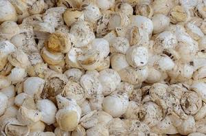 Catégorie de produit Caoutchouc forfaitaire de confiance Premium Vietnam Cup pour le moulage de précision et la performance industrielle - Product Image 5