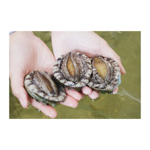 Abalone frais de mer à bas prix, disponible pour la vente en gros - Product Image 4
