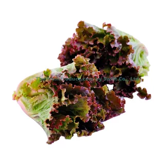 Lechuga fresca de hoja de roble rojo de Tailandia, lechuga de hoja de roble rojo fresco de alta calidad, grado de exportación, envíos durante todo el año por flete aéreo