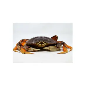 Crabe dormeur biologique frais/vivant (fruits de mer) disponible à la vente au meilleur prix