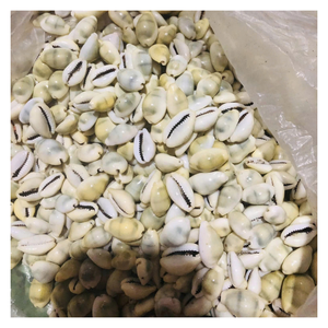 Spotted Seashell Cowry Art, Artisan Seashell Cowry para Ocean Charm, Golden Eco-Friendly Shell para la decoración del hogar costero - Product Image 4