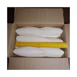 Os de seiche séchés, os de seiche secs à vendre, os de seiche transformés et non transformés, seiche séchée - Product Image 6