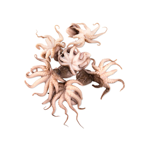 BÉBÉ CONGELÉ OCTOPUS ENTIER NETTOYÉ INDIVIDUEL RAPIDE CONGELÉ ORIGINE DE BONNE QUALITÉ - Product Image 2