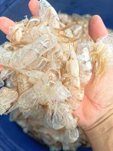 TOP POUDRE DE COQUILLE DE CREVETTES D'EXPORTATION DU FOURNISSEUR VIETNAMIEN AVEC DES PRIX BON MARCHÉ - Product Image 5