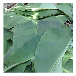 Feuille de bananier fraîche élégante du Vietnam, feuille de bananier naturelle pour servir les aliments, enveloppement écologique, facile à utiliser pour les cuisines chics - Product Image 6