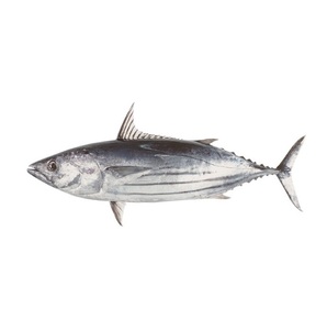 Poisson congelé entier rond de bonite, thon, skipjack - Product Image 1