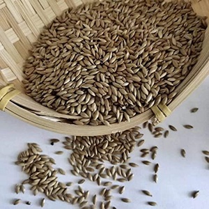 Graines de canari bio de qualité supérieure, très vendues, améliorant la couleur, mélange équilibré pour volière, grain sain pour l'utilisation du bétail - Product Image 6