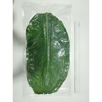 Feuilles de Dong vert frais enveloppant la feuille produit écologique du Vietnam