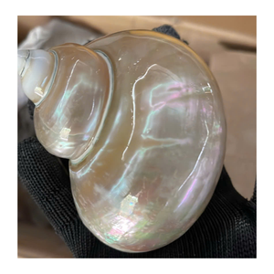 Coquillage décoratif en vert naturel et blanc par 99 Gold Data Vietnam pour une utilisation artistique en intérieur - Product Image 2