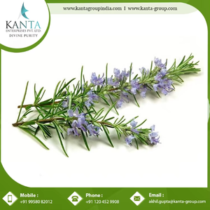 Hot Selling Pure Essential <b>Oil</b> <b>Natural</b> <b>Rosemary</b> Hair Growth Multi-purpose Fresh <b>Oil</b> - Product Image 2