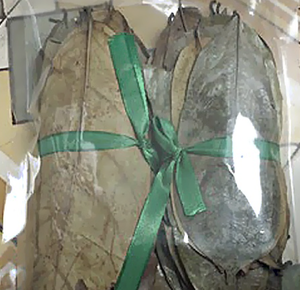 Hojas de Guanábana secas de primera calidad para la elaboración de té de hierbas, ingrediente tropical natural de Vietnam - Product Image 3