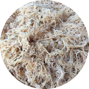 Musgo marino salado seco de alta calidad Cosecha natural Secado al sol NORI Seaweed Vietnam Cuidado de la piel y alimentos - Product Image 1