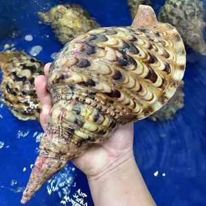 Venta al por Mayor de Conchas de Caracol Trompeta Gigante de Vietnam: Charonis Tritonis - Product Image 4