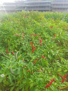 Piment rouge congelé IQF en vrac RED CHILLI sans produits chimiques, saveur riche, qualité culinaire 99 or données Vietnam meilleur prix - Product Image 3