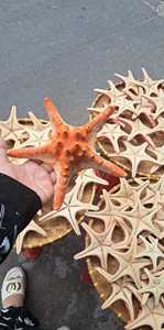 High Quality Blue Lotus Mix Decorative Seashell Natural Decoration Ashley Nguyen - Product Image 6