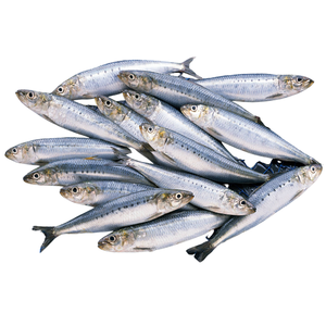 Fast Delivery High Quality Frozen Sardine <b>Fish</b> Low-Sugar Low-Carb Trans-Fat Free 25kg 24-Month Shelf Life Great Cheap Price - Product Image 4