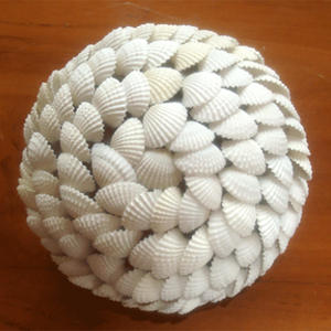 Bola de Concha Marina Natural Pulida Blanca, Estilo Náutico, Decoración del Hogar, Manualidades Cosidas, Motivo de Joyería, Bola de Concha - Product Image 2