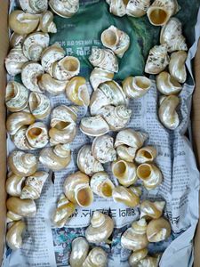 Venta al por mayor, decoración de playa, conchas de mar mixtas naturales, artesanía, conchas de mar, conchas de mar, fabricación de joyas chapadas para manualidades y recuerdos - Product Image 6