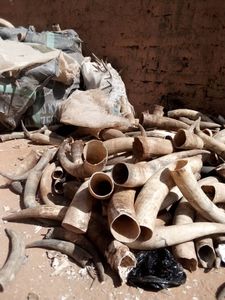 Cuerno de beber vikingo con soporte - Product Image 5