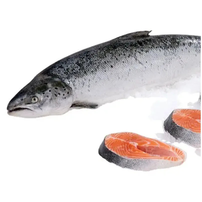 Pescado de salmón congelado al por mayor fresco natural de precio barato estándar auténtico