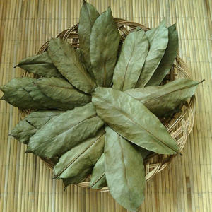 Votre partenaire de confiance pour le soursop vietnamien Approvisionnement fiable et qualité constante garantie intégrité pure des feuilles - Product Image 1