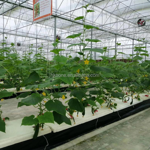 Invernadero de Película de Alta Eficiencia de un Solo Tramo para el Cultivo de Pepinos en la Agricultura Europea - Product Image 5