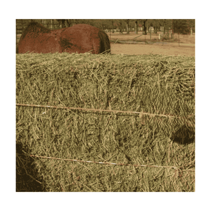 Solutions fiables d'exportation d'herbe Rhodes pour les agriculteurs - Product Image 5