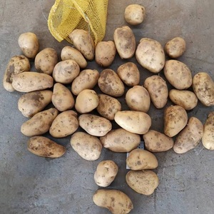 El mejor precio al por mayor Precio de fábrica Mejor grado Nuevo Cultivado Natural 100% Patata fresca orgánica Entrega rápida disponible - Product Image 6