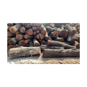 Bois de pin séché de haute qualité frêne blanc Kay bois pas cher prix scie grumes en vrac gros bûches de pin - Product Image 2